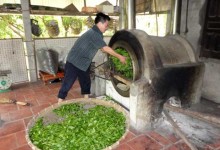 THAINGUYEN MOTORBIKE TOUR TO LA BANG TEA PLANTATION  